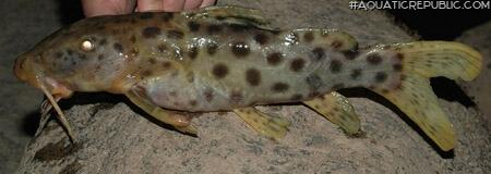 Synodontis longirostris