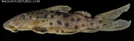 Synodontis longirostris