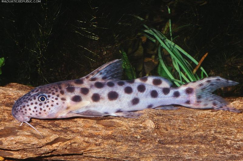 Synodontis longirostris