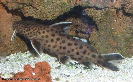 Synodontis lucipinnis