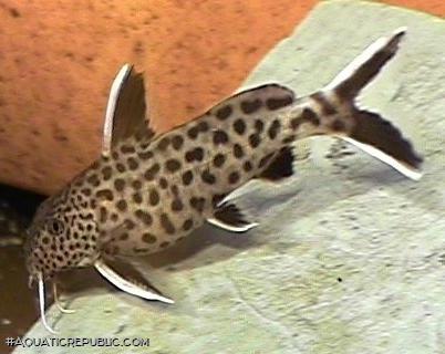 Synodontis lucipinnis