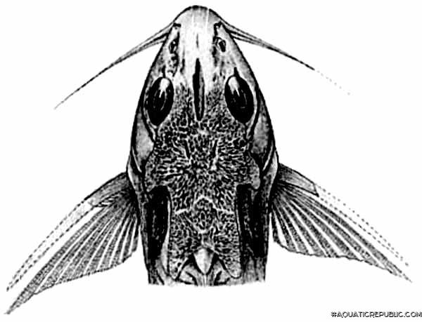 Synodontis macrophthalmus