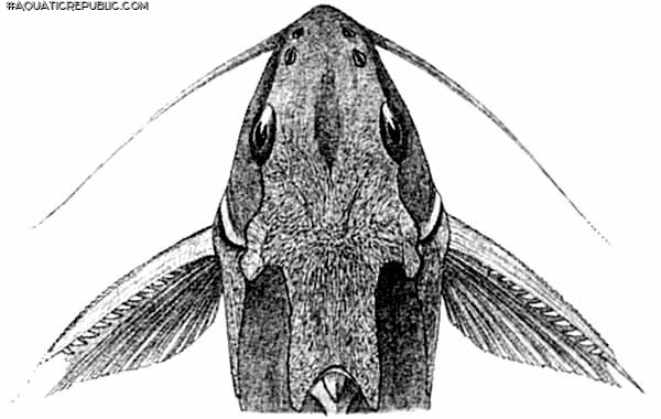 Synodontis macrops