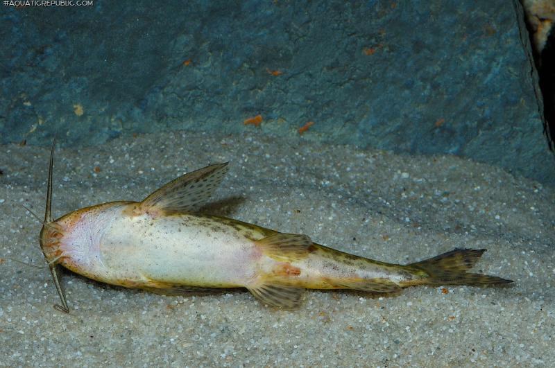 Synodontis macrostigma