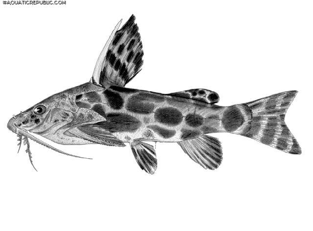 Synodontis macrostigma