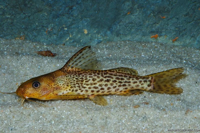 Synodontis macrostoma