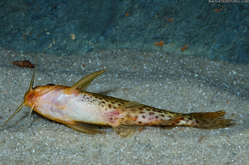 Synodontis macrostoma