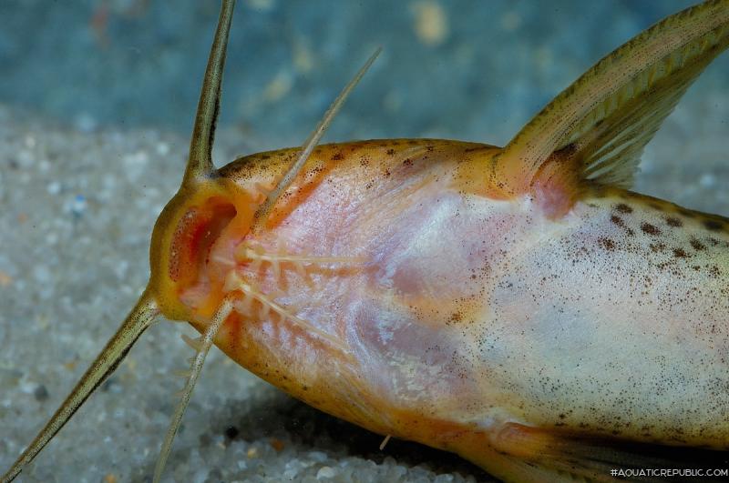 Synodontis macrostoma