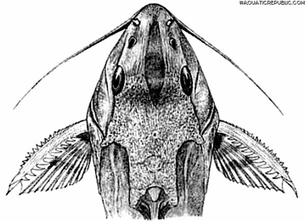 Synodontis marmoratus