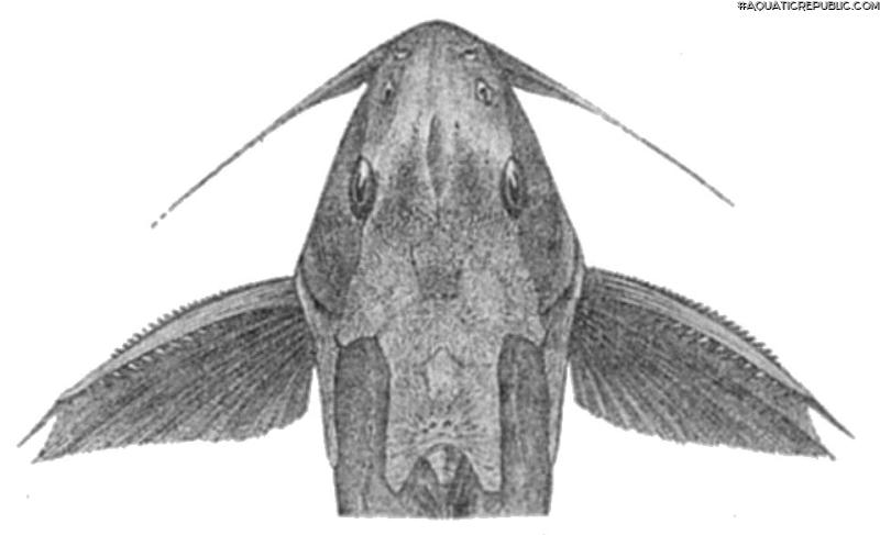 Synodontis melanopterus