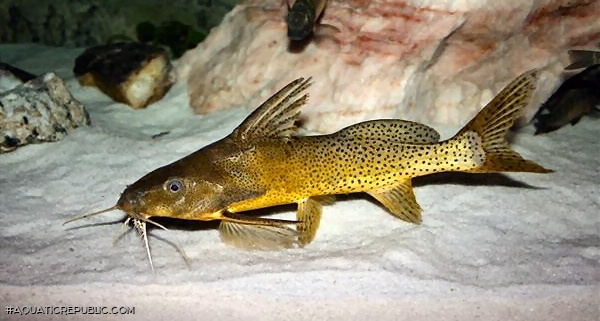 Synodontis melanostictus