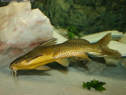 Synodontis melanostictus