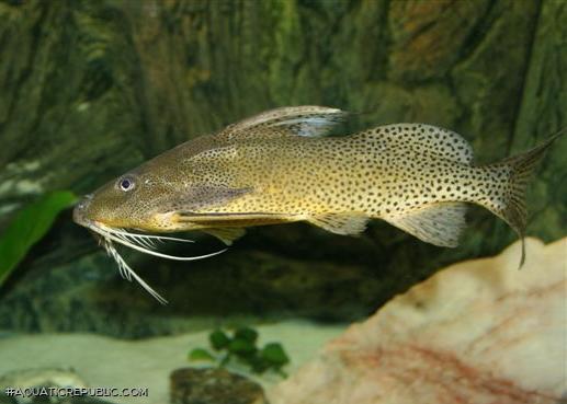 Synodontis melanostictus