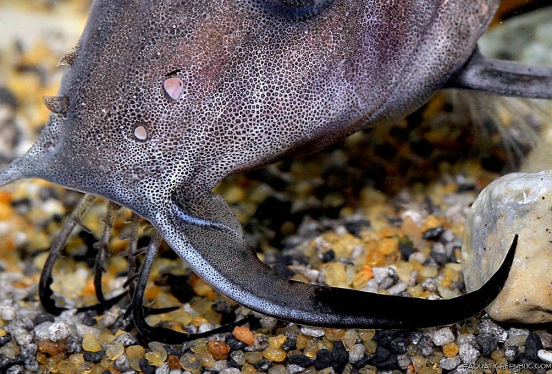 Synodontis membranaceus