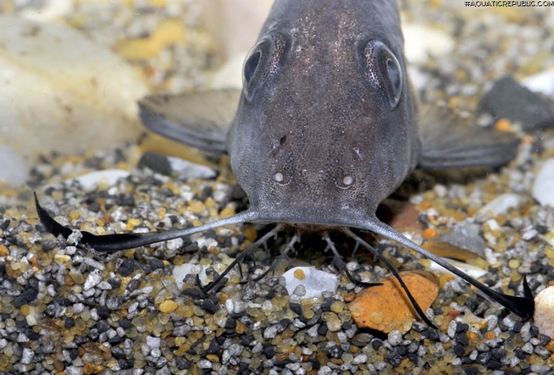 Synodontis membranaceus