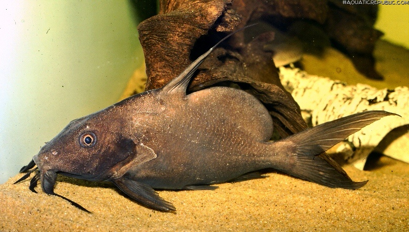 Synodontis membranaceus