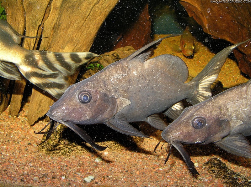 Synodontis membranaceus