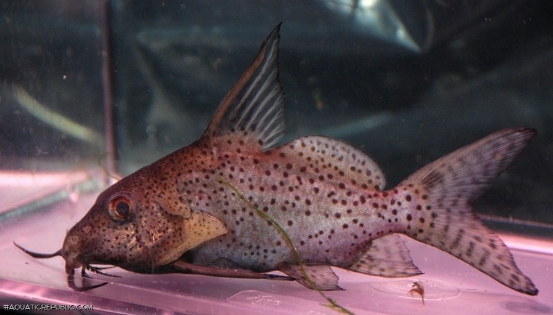 Synodontis membranaceus