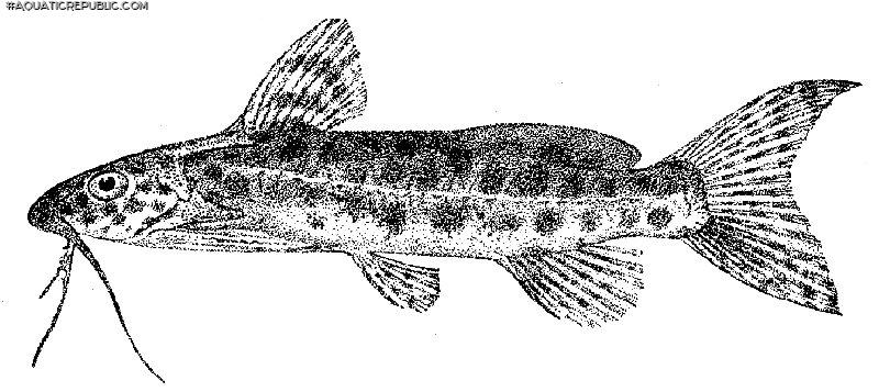 Synodontis multimaculatus