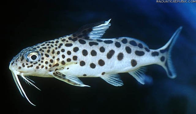 Synodontis multipunctatus