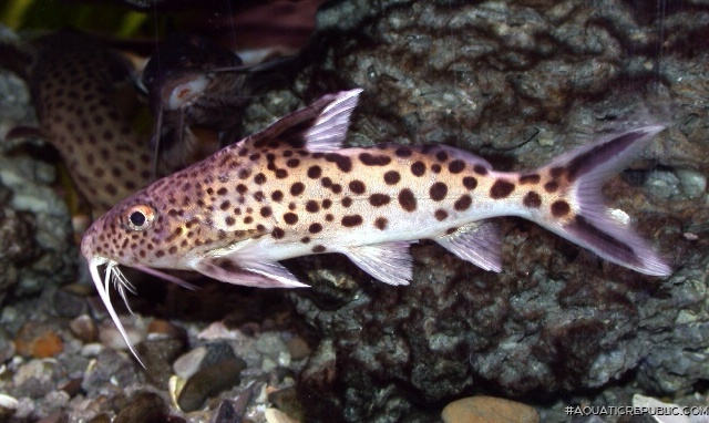 Synodontis multipunctatus