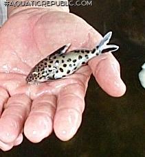 Synodontis multipunctatus