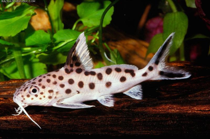 Synodontis multipunctatus