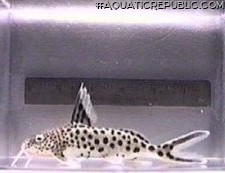 Synodontis multipunctatus