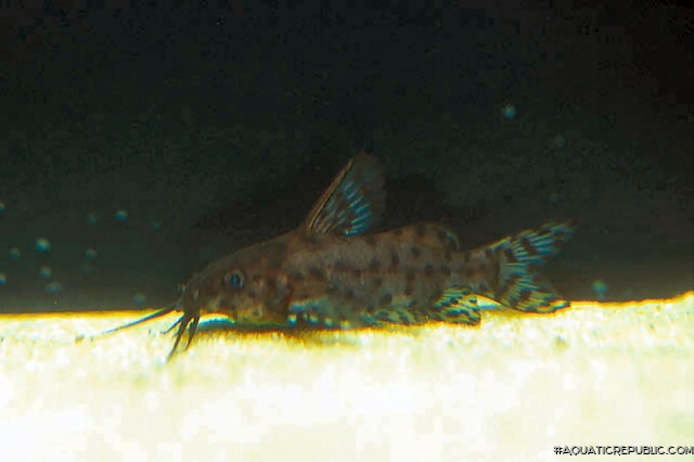 Synodontis nigrita