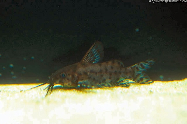 Synodontis nigrita