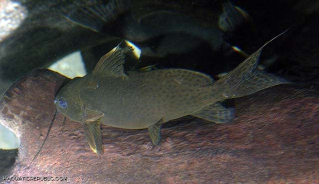 Synodontis nigrita