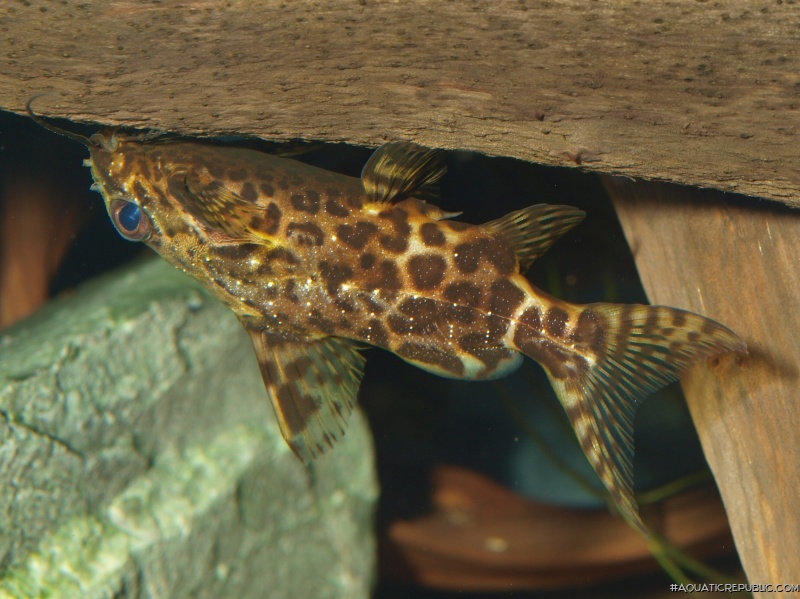 Synodontis nigriventris