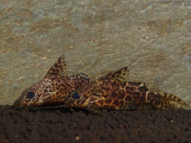 Synodontis nigriventris