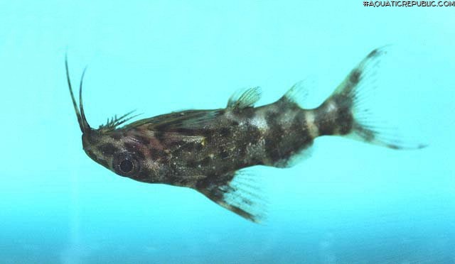 Synodontis nigriventris