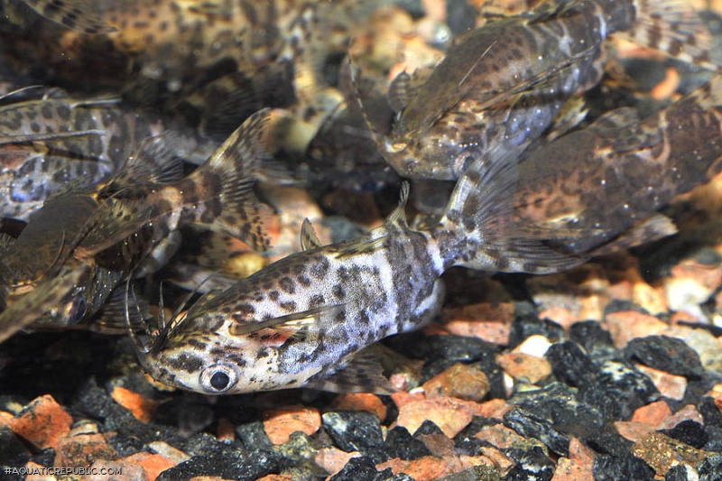 Synodontis nigriventris