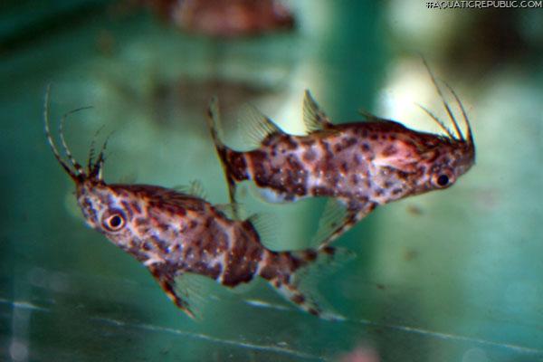 Synodontis nigriventris