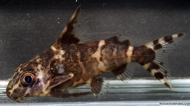 Synodontis nigriventris