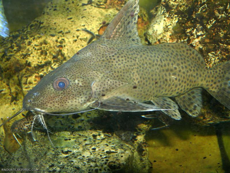 Synodontis nigromaculatus