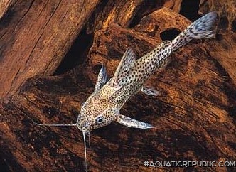 Synodontis nigromaculatus