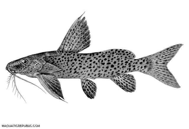 Synodontis nigromaculatus