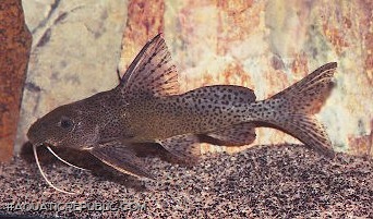 Synodontis nigromaculatus