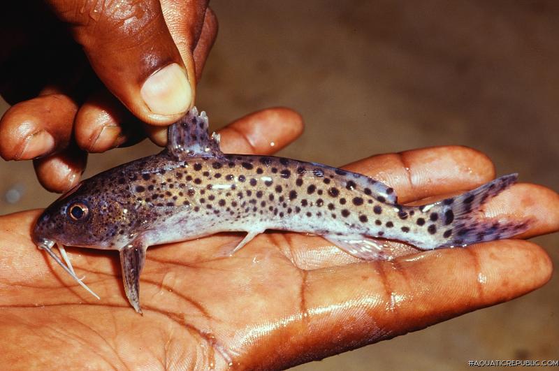 Synodontis njassae