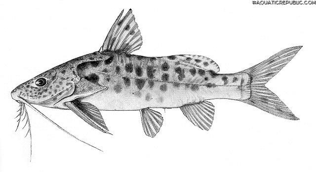 Synodontis njassae