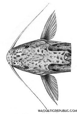 Synodontis njassae