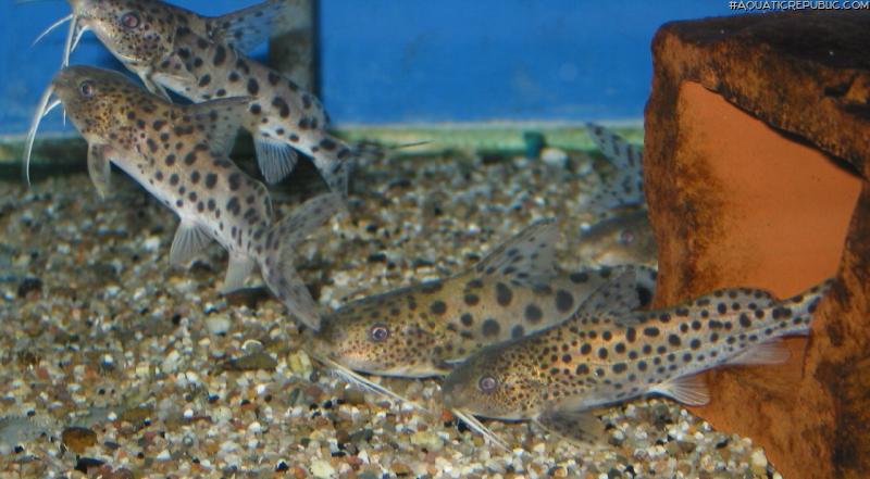 Synodontis njassae