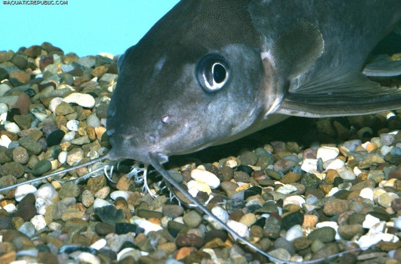 Synodontis notatus