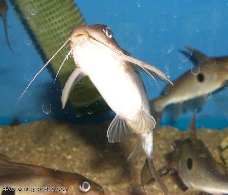 Synodontis notatus