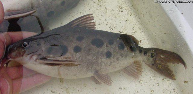 Synodontis notatus