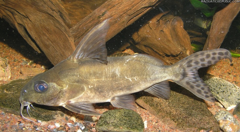 Synodontis nummifer