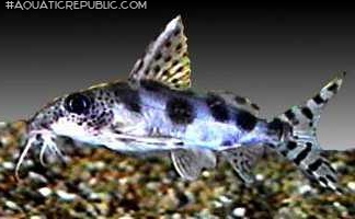 Synodontis nummifer